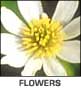 Alaska Flowers