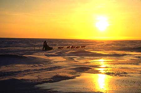 Dog Team