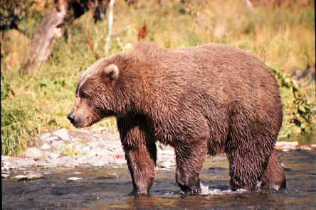 alaska kodiak bear photo
