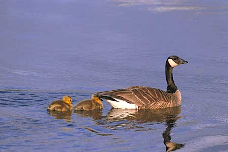 alaska photo