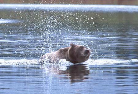 alaska bear