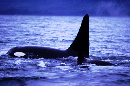 Killer Whale