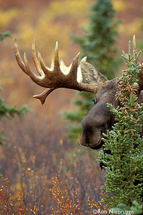 Moose