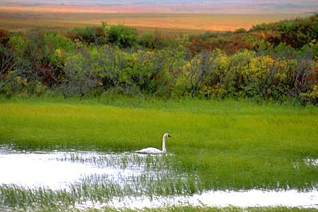 Swan
